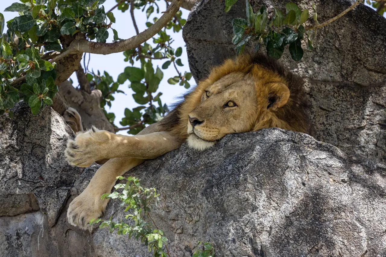 Majestic male lion resting on a large rock in the african savanna wilderness during the daytime