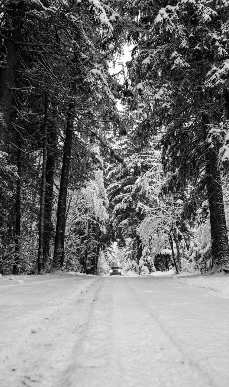 Car driving on a snowy forest road during winter season with pine trees covered in fresh white snow