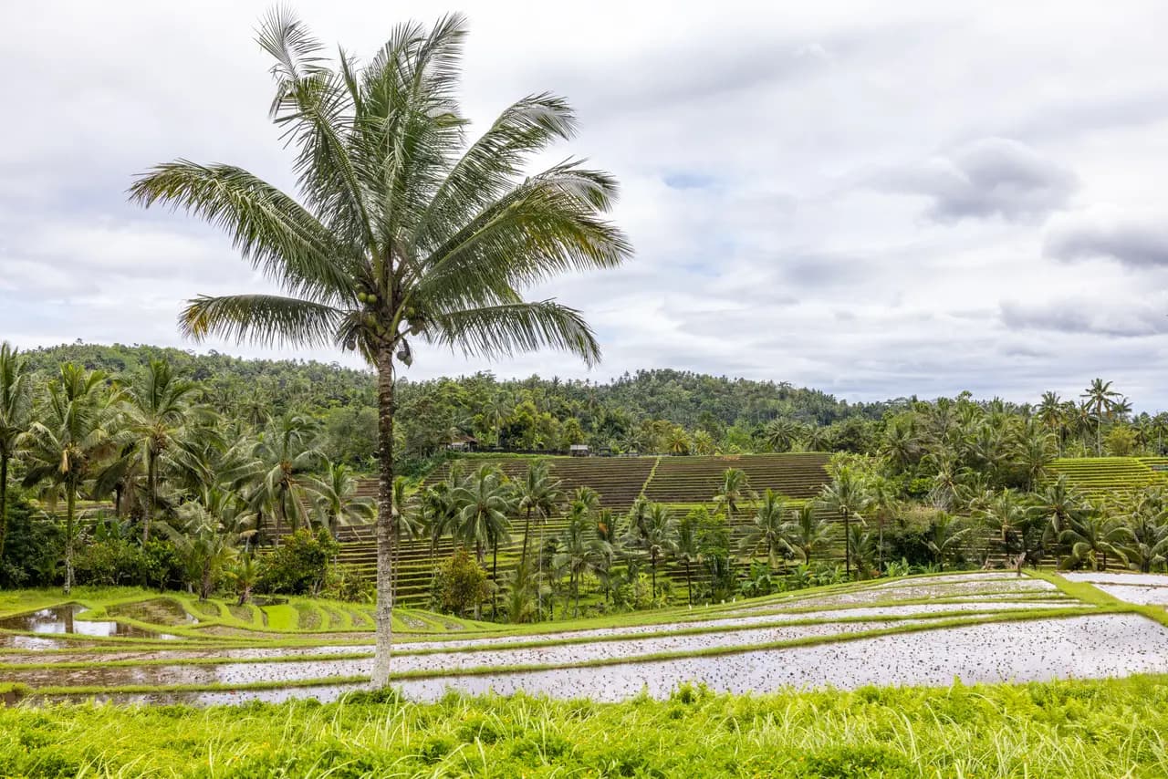 Tropical rice terrace landscape with palm trees in bali indonesia on a cloudy day
