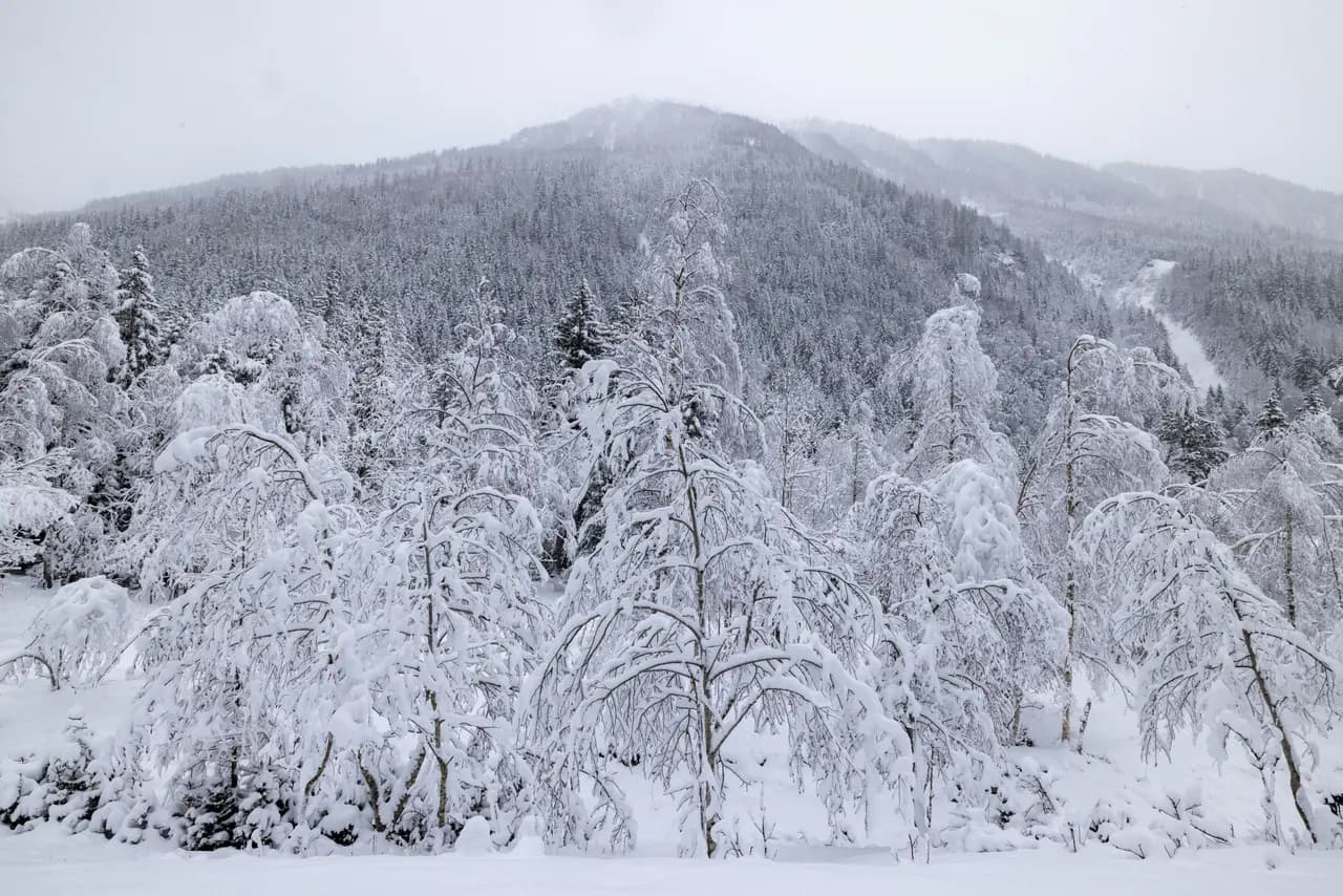 Winter wonderland forest covered in heavy snow with mountain backdrop