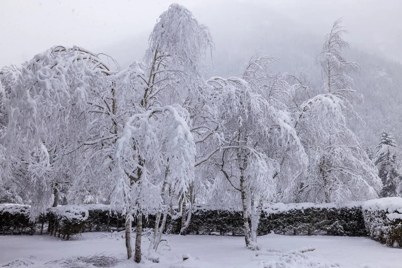 Heavy snowfall covering trees and garden in winter landscape