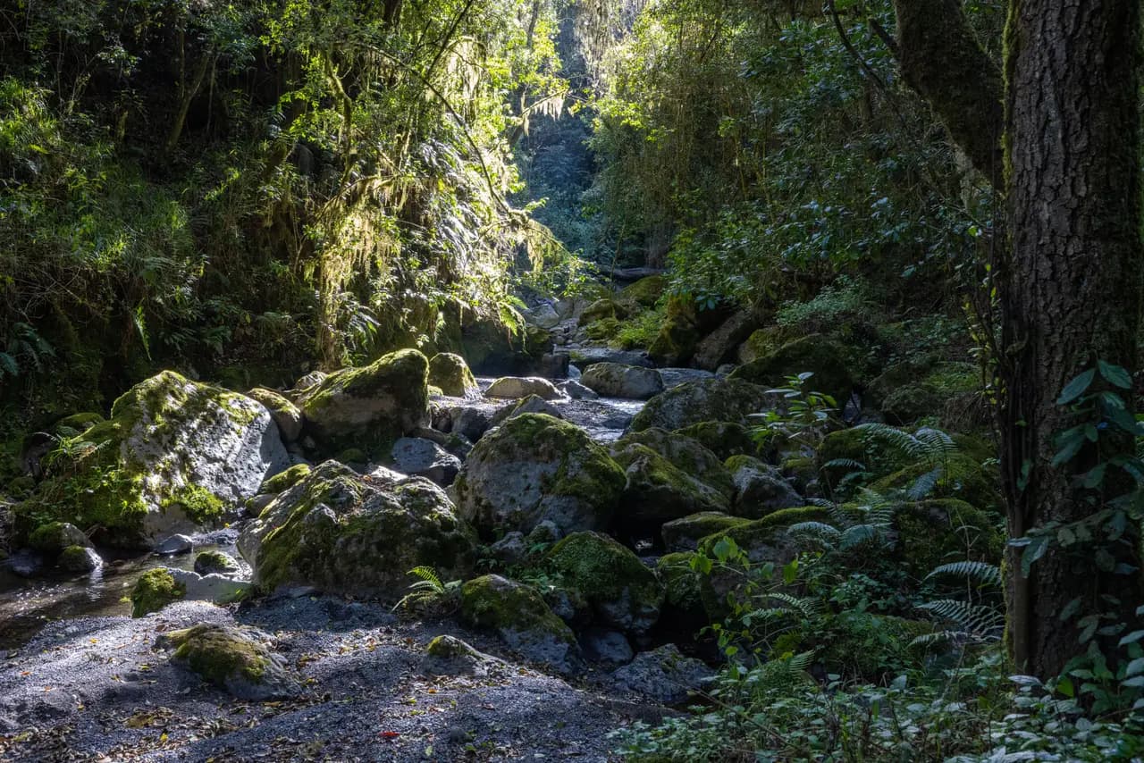 Serene forest trail with moss-covered rocks and dappled sunlight