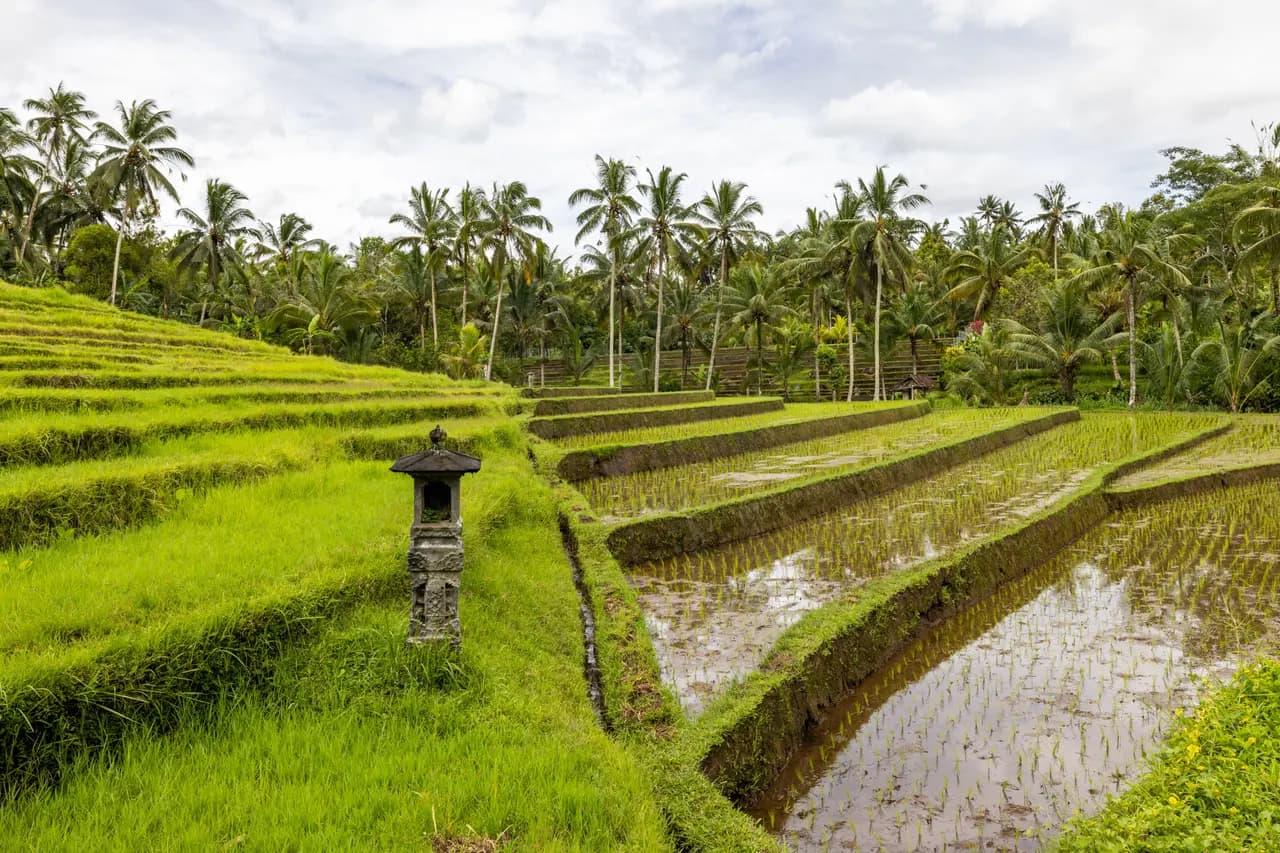 Lush green rice terraces with traditional stone shrine in bali indonesia landscape