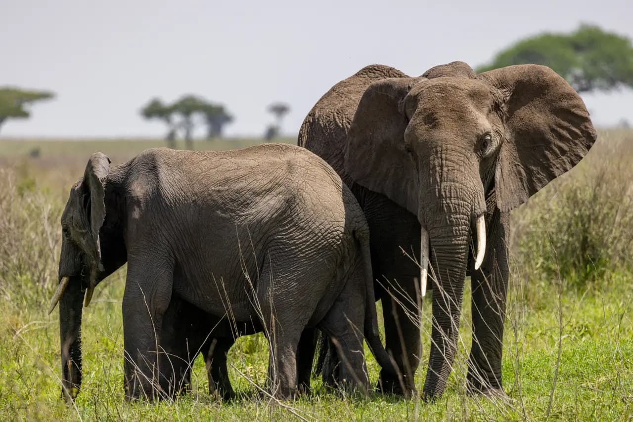 Two african elephants standing together in the wild savanna landscape during a sunny day