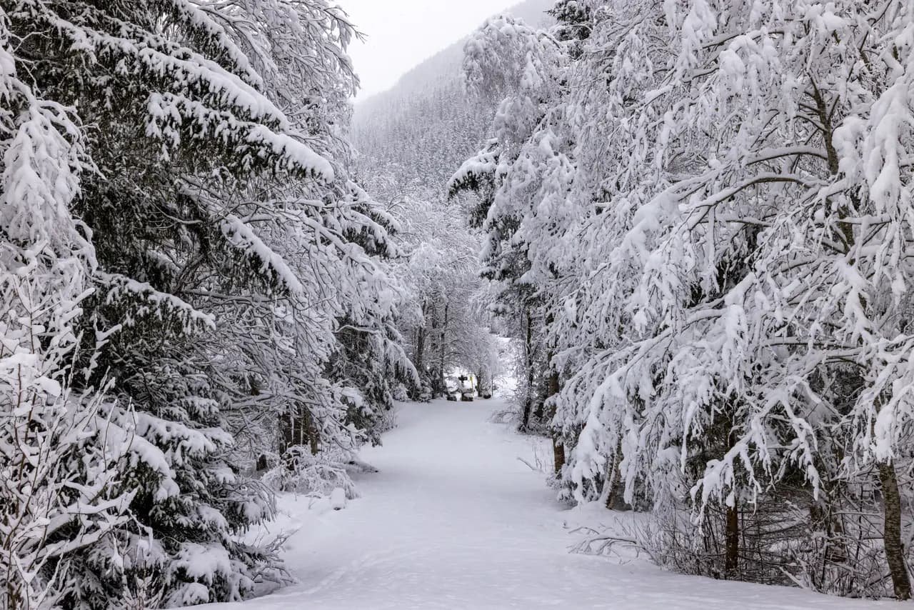 Snow covered forest path leading through winter wonderland