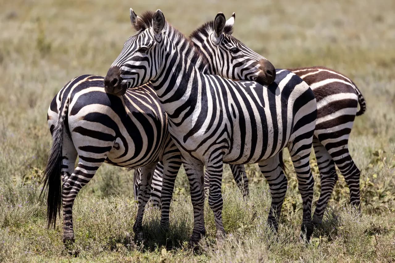 Two wild zebras standing together in the african savanna grassland during a sunny day