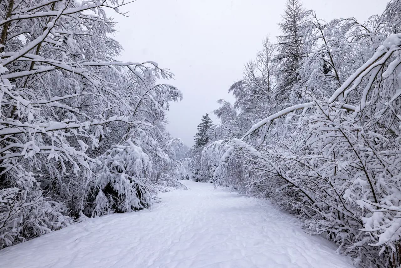 Serene winter forest path covered in fresh snow under overcast sky